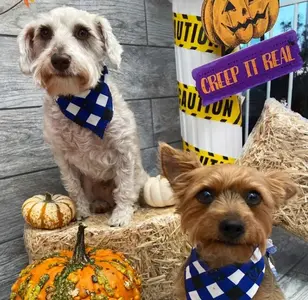 Amor de Cachorros peluqueria canina en texas