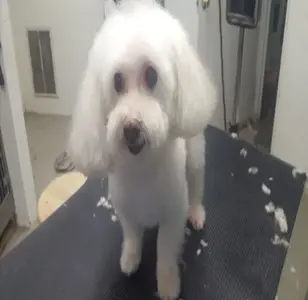 Animal Clinic of Queens veterinaria en queens new york