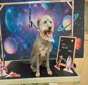 Baths Barks & Bubbles Pet Spa Inc