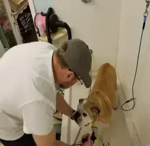 Bella and Bow's Pet Salon Semmes