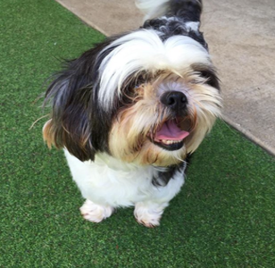 Cahaba Beach Dog Park