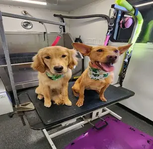 Collar Cuts Mobile Pet Grooming peluqueria canina en colorado