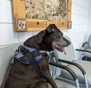 Coronado Animal Clinic veterinaria en el paso