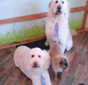Critter Clips peluqueria canina en colorado