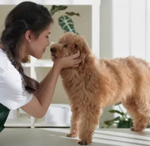 DESLY'S PET GROOMING peluqueria canina en california