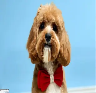 Dalila’s Pet Grooming peluqueria canina en nueva york