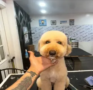 Danny The Groomer peluqueria canina en illinois