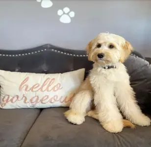 Doggie Divine Pet Salon peluqueria canina en illinois