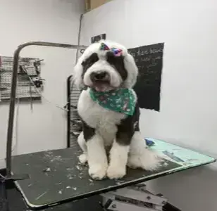 Doggie Do's Barber Shop