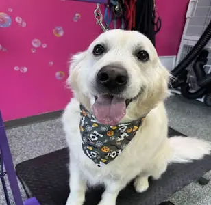 Doggy Style Salon peluqueria canina en colorado