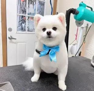 El Camino Pet Grooming peluqueria canina en california