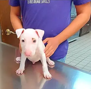El Paso Veterinary Hospital veterinaria en el paso texas