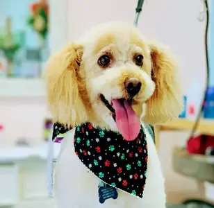 Eloisa's Pups Grooming Salon peluqueria canina en nuevo mexico