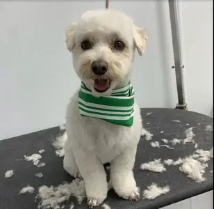 Furry Tails peluqueria canina en texas