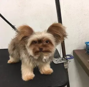Groomer Has It