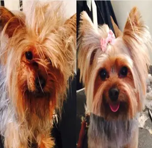 Grooming 4 Less peluqueria canina en nueva york