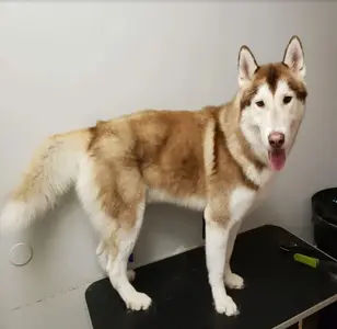 Guau dog grooming peluqueria canina en illinois