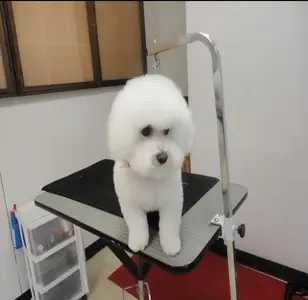 Hair of the dog Nellis peluqueria canina en nevadaJPG