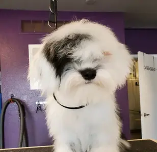 Heavenly Dog Inc peluqueria canina en colorado
