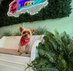 Isela's pet grooming peluqueria canina en california