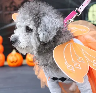 Kong's Pets & Grooming peluqueria canina en california