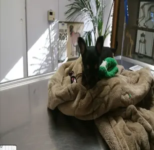 L.A. Pet Clinic veterinaria en los angeles californiaJPG