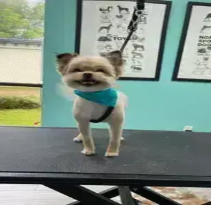 Lola Bell's Pet Facility