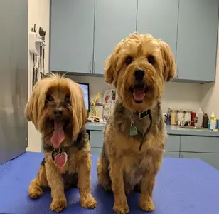 Long Island City Veterinary Center veterinaria en queens new york
