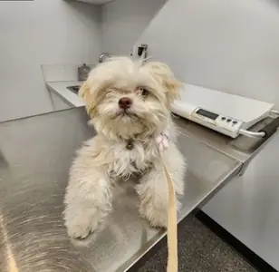 Los Angeles Veterinary Center veterinaria en los angeles californiaJPG