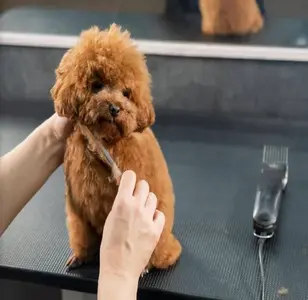 Mad Dawgz Mobile Grooming peluqueria canina en nuevo mexico