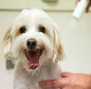 Man's Best Friend Houston peluqueria canina en houston