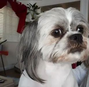 Mi Mascota Pet Shop And Grooming peluqueria canina en california