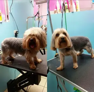One Lucky Puppy Grooming Salon peluqueria canina en illinois