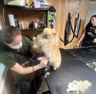Orlando's Dog's grooming peluqueria canina en texas
