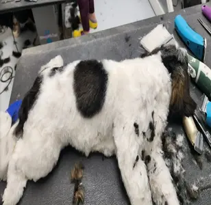 Peek A Boo Dog Grooming peluqueria canina en texas