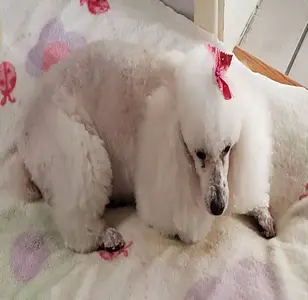 Pet Groomery peluqueria canina en nuevo mexico