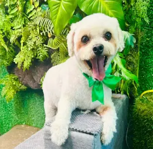 PetnessWanderer peluqueria canina en nueva york