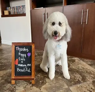 Piggy Tails Pet Spa & More peluqueria canina en nevada