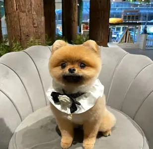 Pupstudio NYC peluqueria canina en nueva york