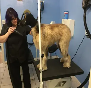 Republic of Paws Grooming Old Colorado City peluqueria canina en colorado
