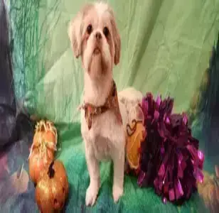 Shaggy Chic Grooming