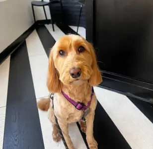 The Bark Shoppe peluqueria canina en nueva york