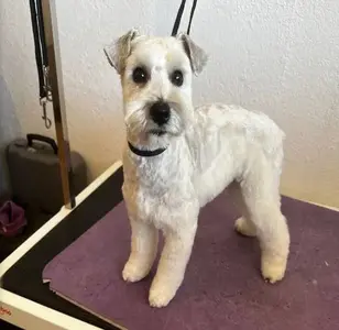 The Desert Dog Spa peluqueria canina en nuevo mexico