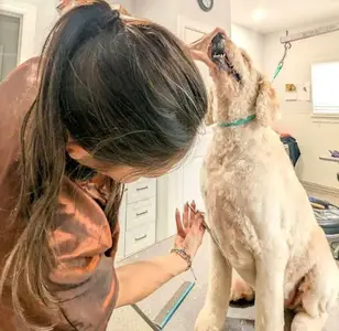 The Dog House Pet Salon peluqueria canina en houston