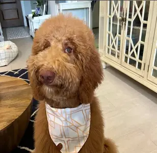 The Pet Barber peluqueria canina en houston