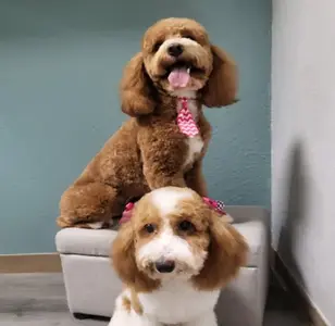 Wag N Tails Pet Grooming peluqueria canina en nevada