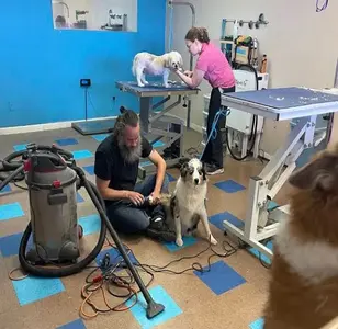 WagginTails Dog Grooming peluqueria canina en nuevo mexico