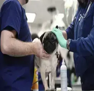 Westfield Veterinary Group veterinaria en newark nw jersey