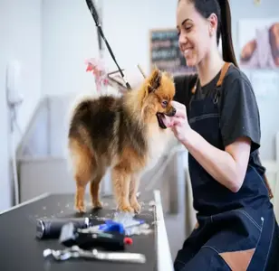 petbar Boutique Katy peluqueria canina en texas