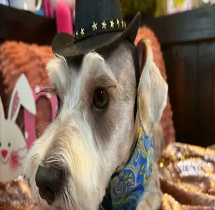 rokos LLC peluqueria canina en texas